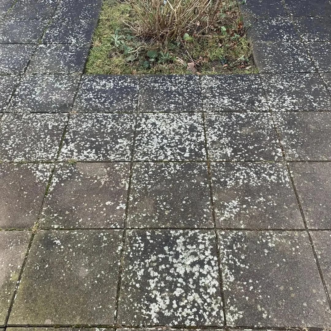 Fliser angrebet af flisepest